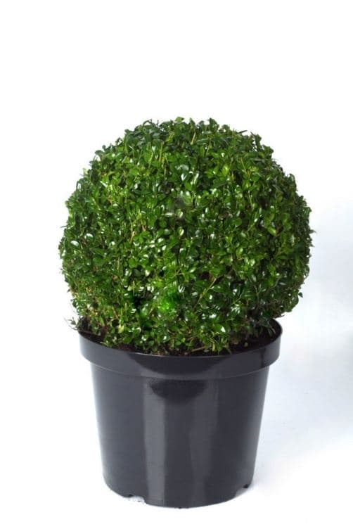 Buxus Kule i Potte 23cm