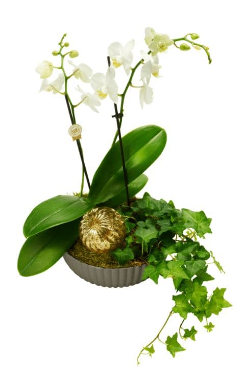 Julegruppe Orchide