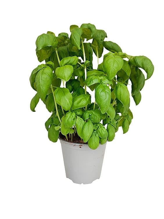 Basilikum 750g Schrader Gartneri