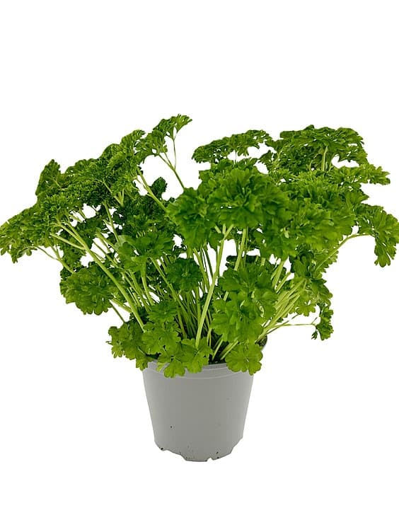 Kruspersille 650g Schrader Gartneri