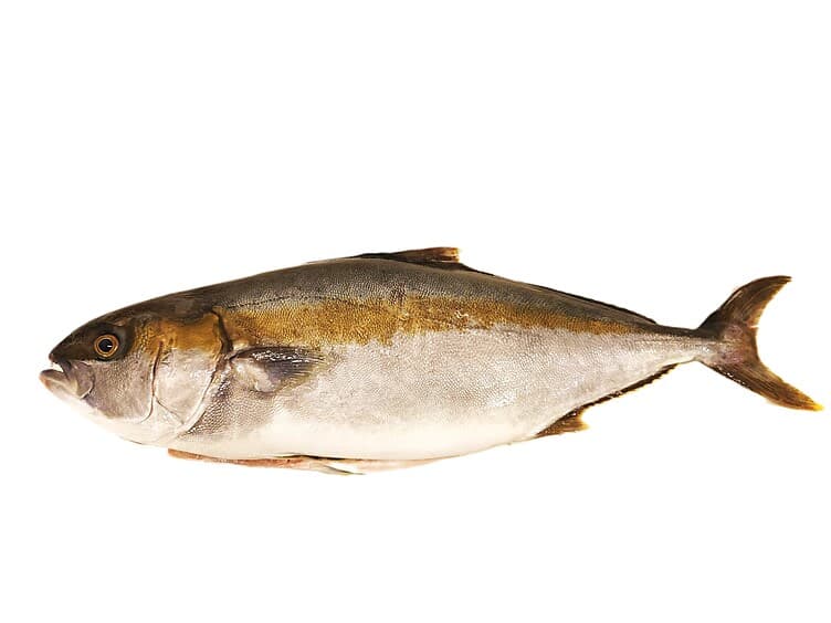 Kingfish hel Villfisk pr Kg