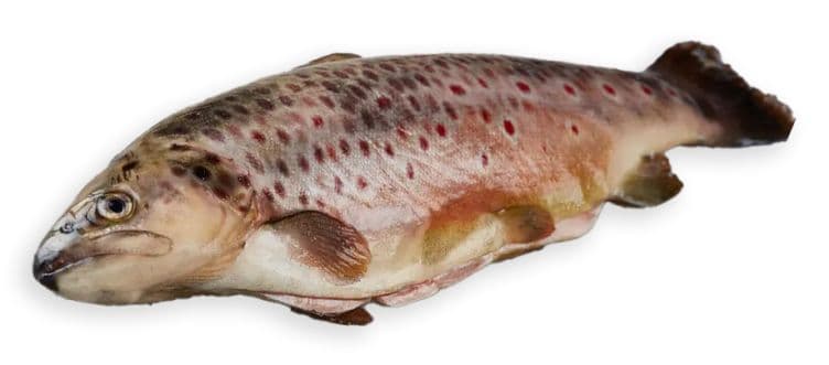 Jølsterørret pr Kg