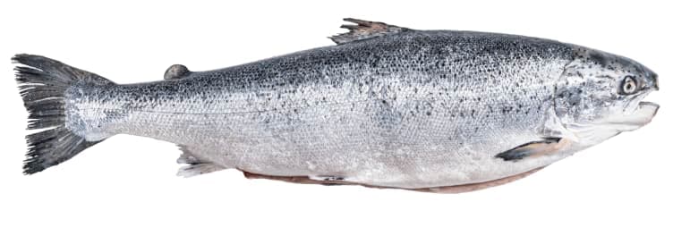 Hel laks Oppdrett 3,5 kg