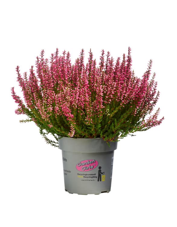 Calluna Garden Girl 11cm 1 stk