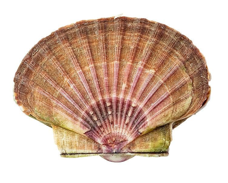 Kamskjell pr stykk 200 g