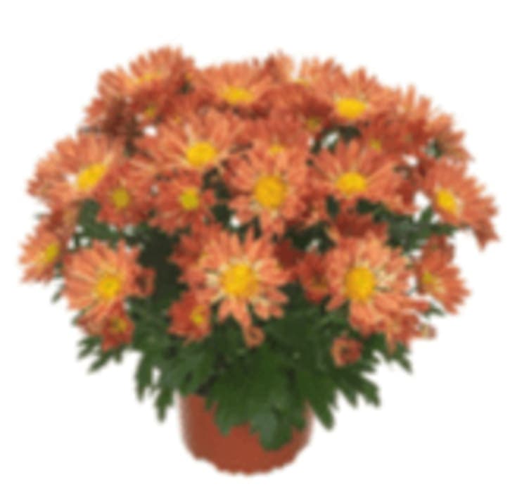 Krysantemum 12cm 1 stk