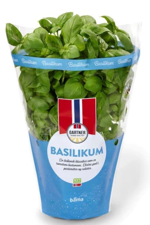 Basilikum 12cm Stor Potte 425 g