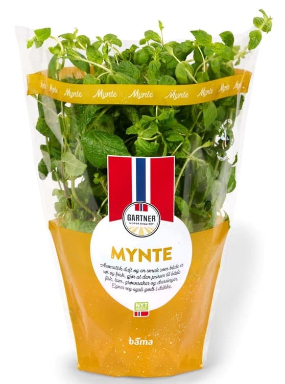 Mynte 12cm Stor Potte 425 g
