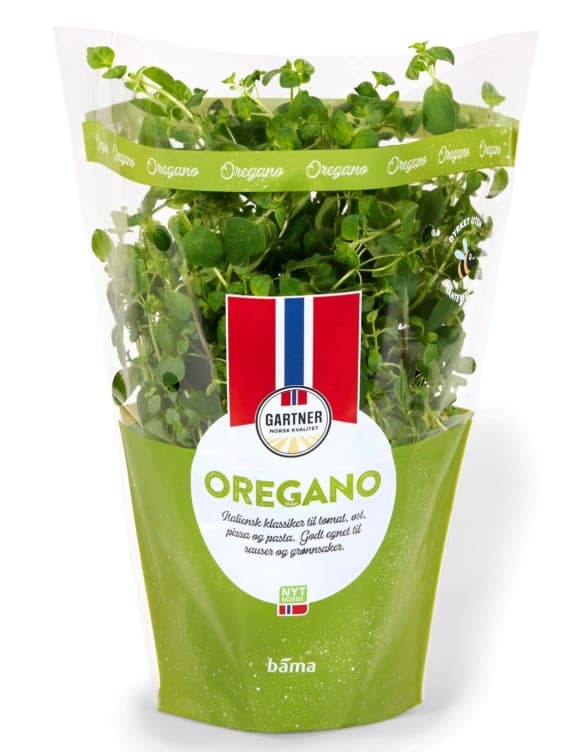 Oregano 12cm Stor Potte 425 g