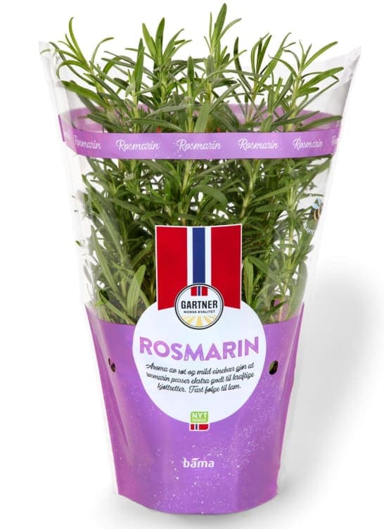 Rosmarin 12cm Stor Potte 425 g