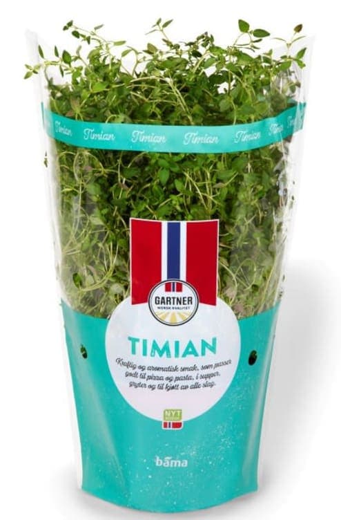 Timian 12cm Stor Potte 425 g