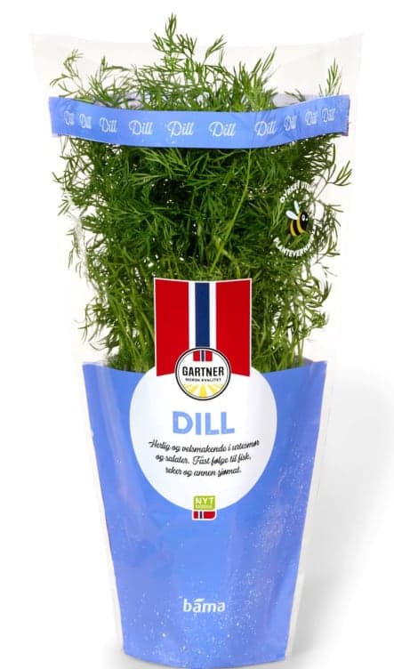 Dill 6,5cm Potte Gartner 200 g