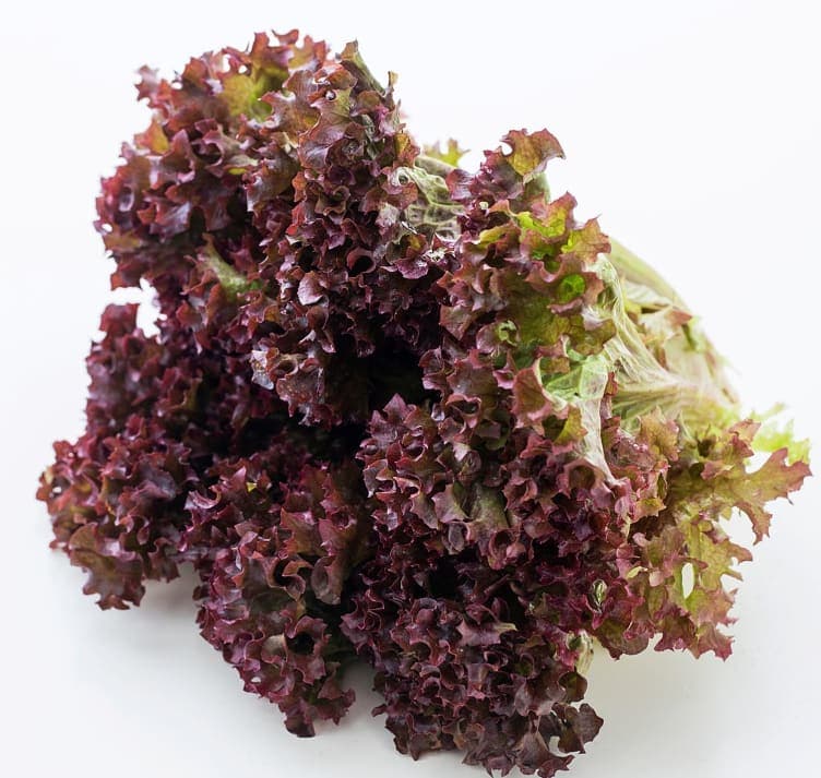 Lollo Salat Rød 170 g